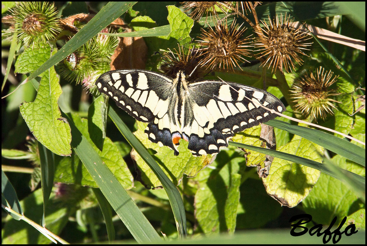 Papilio?